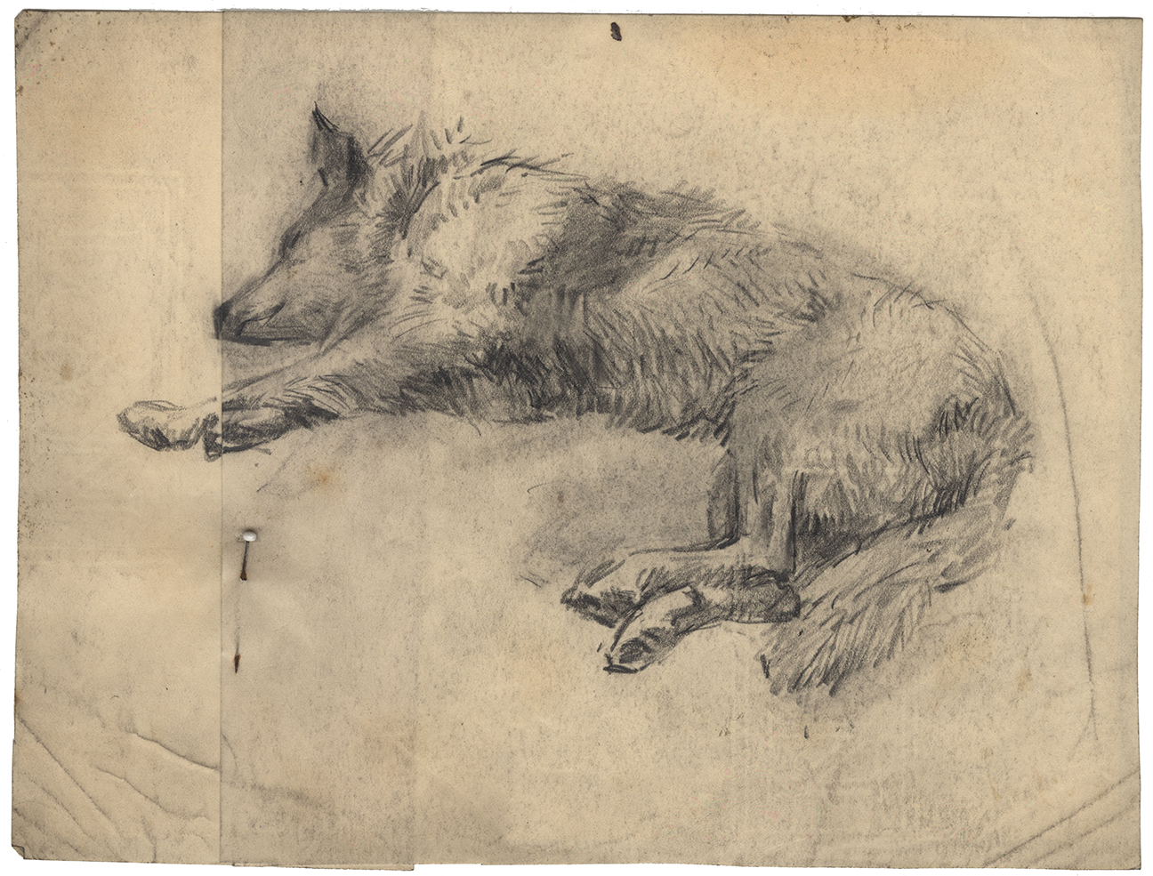 Pencil sketch of a dog. Anna Catherine Wiley Sketches, Special Collections, University of Tennessee Libraries.