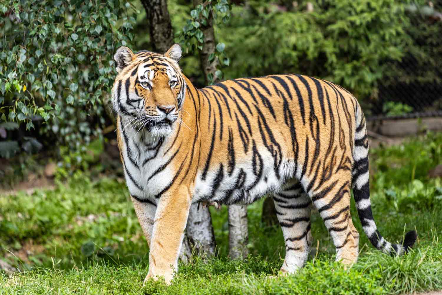 the-conversation-why-do-tigers-have-stripes-news