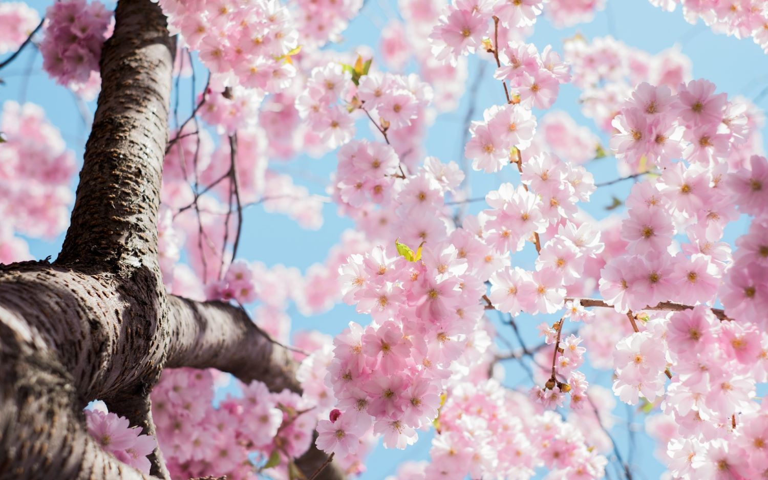 会話: 桜は何世紀にもわたって日本で祝われ、アメリカ人にも贈られてきましたが、無常と春への感謝の気持ちを表しています。